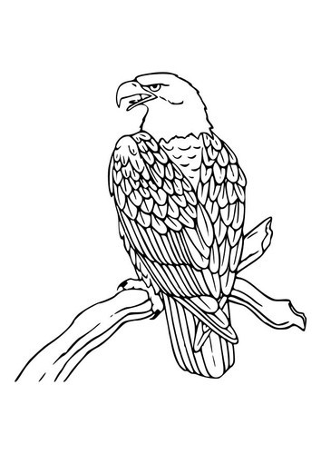 Adler