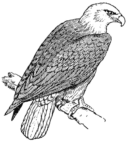 Malvorlage  Adler