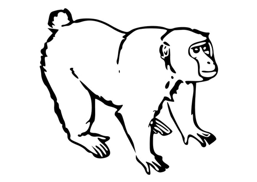 Affe