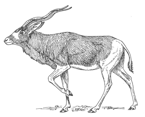 Malvorlage  Antilope