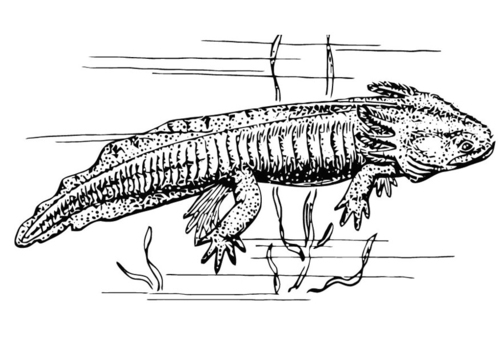 Axolotl