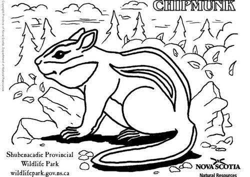 Backenhörnchen