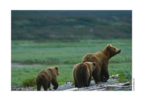 Bär