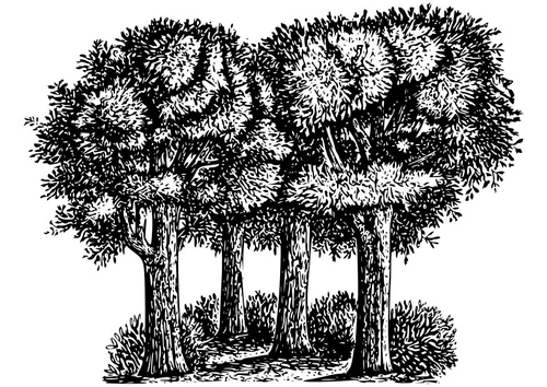 Malvorlage  Bäume