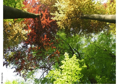 Foto Bäume