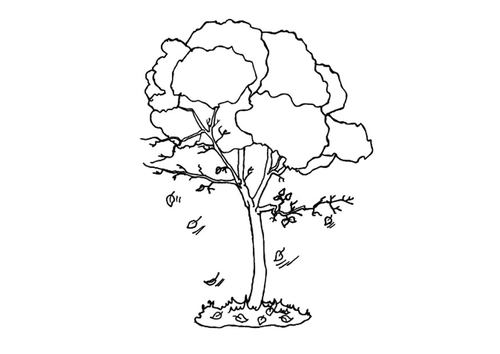 Baum im Herbst