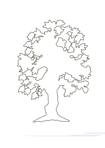 Baum