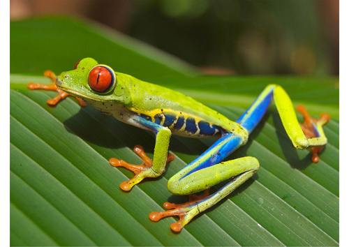 Baumfrosch
