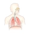 Bilder Atmungssystem