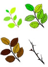 Blätter in den vier Jahreszeiten