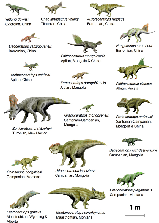 Bild Dinosaurier (Basal Ceratopsia)