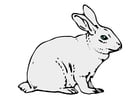 Bilder Kaninchen