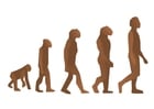 Bilder menschliche Evolution