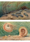 Bilder Trilobiten und Ammonoide