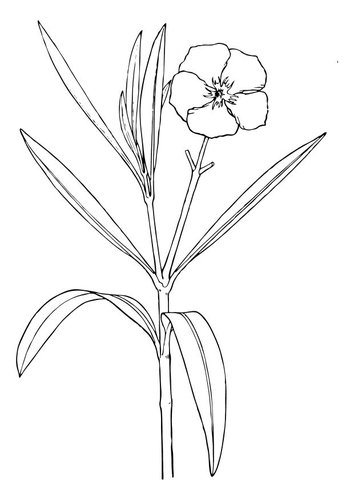 Blume - Oleander