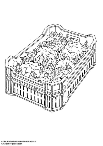 Blumenkohl