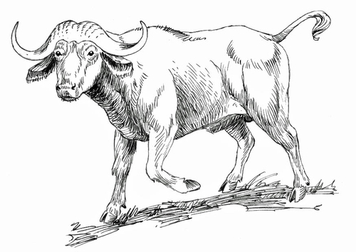 Malvorlage  Büffel