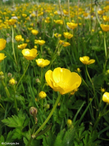 Butterblume 5