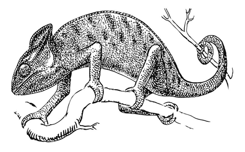 Malvorlage  Chamäleon