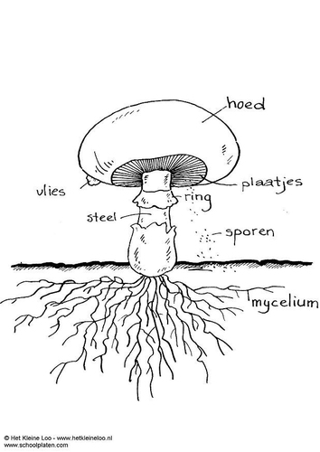 Malvorlage  Champignon