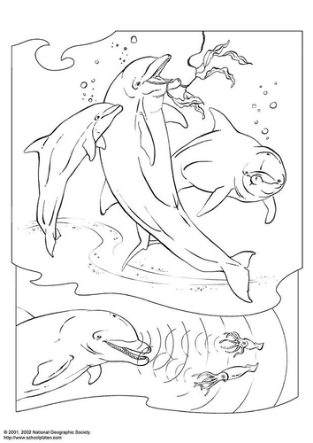 Delphin