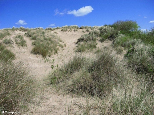 Foto Dünen