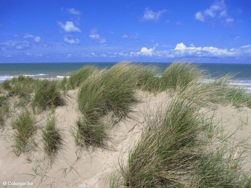 Foto Dünen und Meer