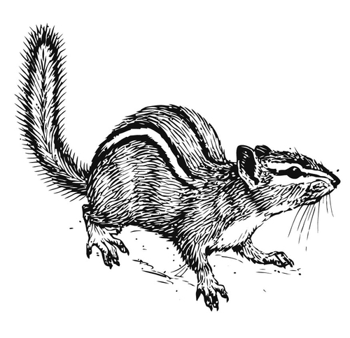 Malvorlage  Eichhörnchen