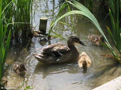 Foto Ente mit Küken