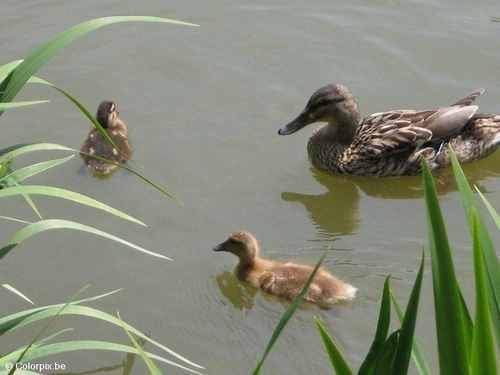 Ente mit Küken