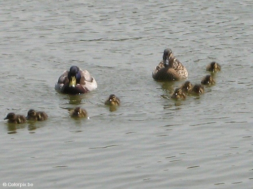 Enten mit Küken