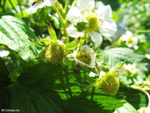 Erdbeeren 4