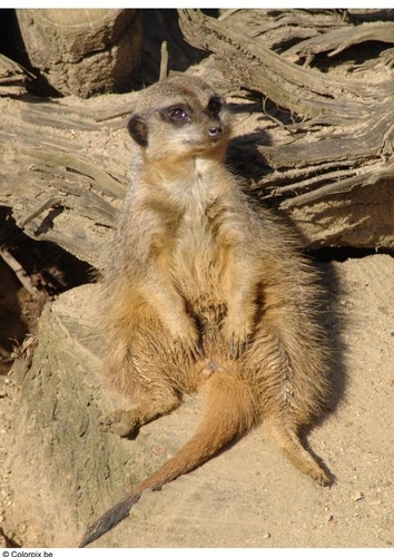 Erdmännchen