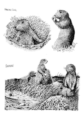 Erdmännchen