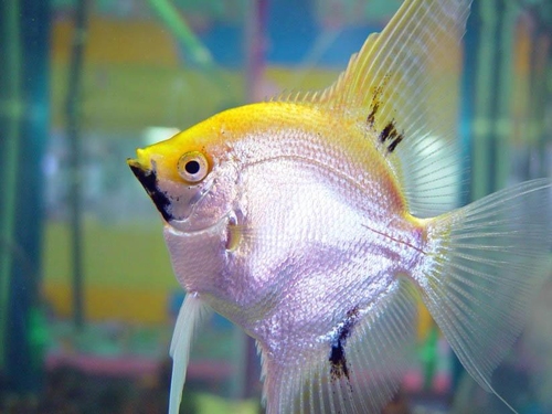 Fisch