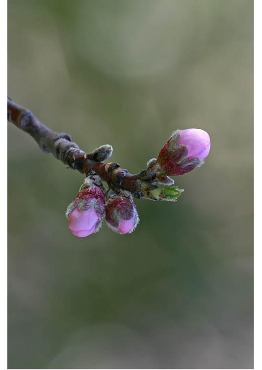 2. geschlossene Blüten - Frühlingsanfang