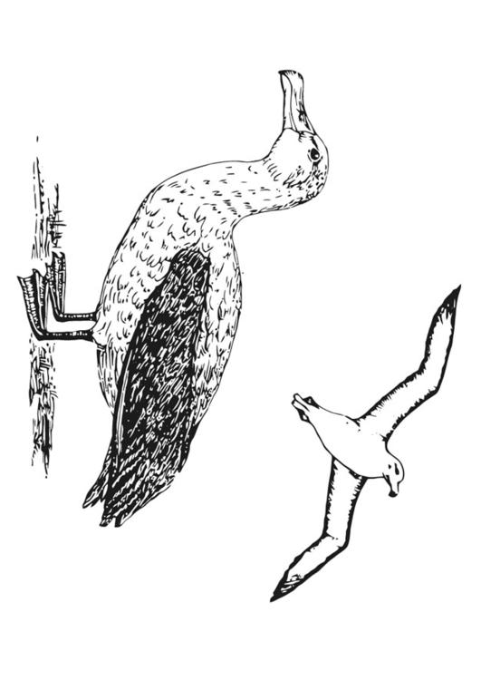 Albatros