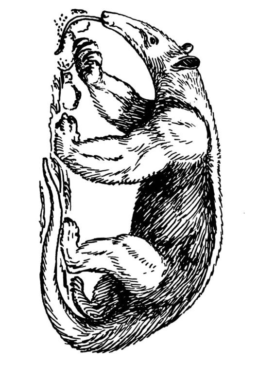 Ameisenbär