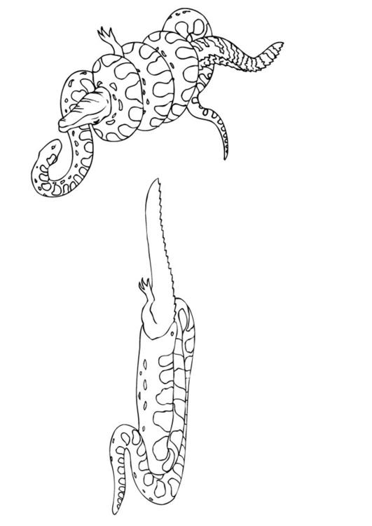 Anaconda isst Kaiman