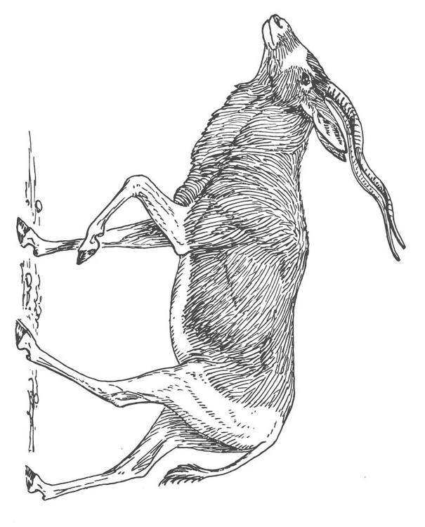 Antilope