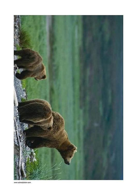 Bär