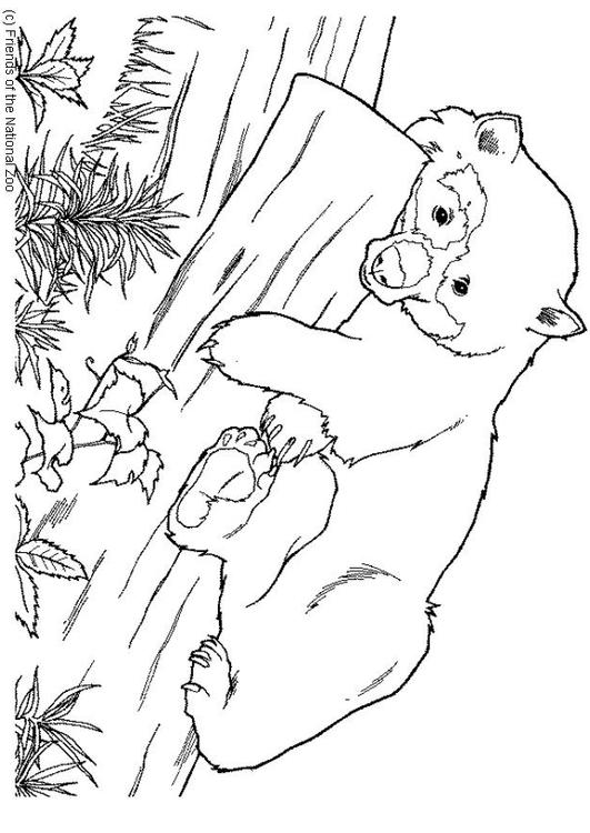 Bär