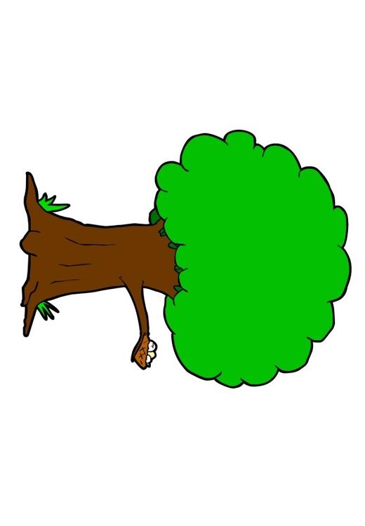 Baum