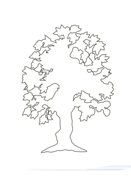 Baum