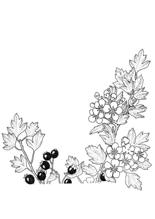 Beeren und Blüten