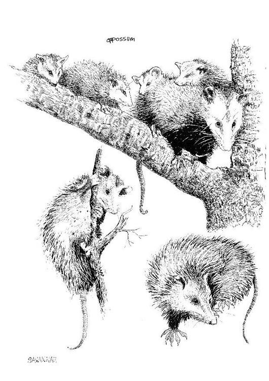 Beutelratte