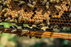 Fotos Bienen