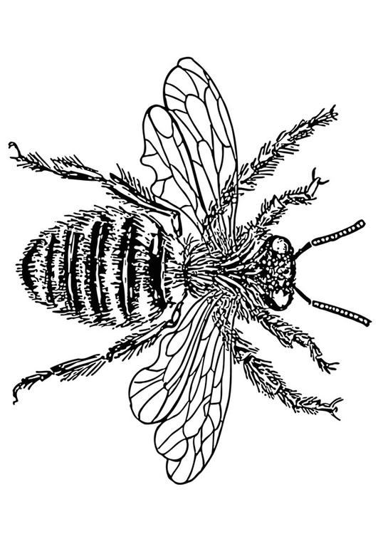Bienenkönigin