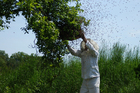 Fotos Bienenschwarm einfangen