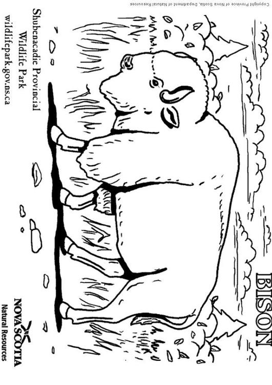 Bison